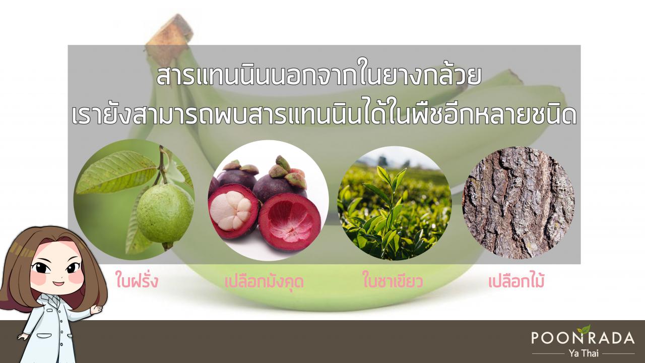 ยางกล้วยรักษาเริม