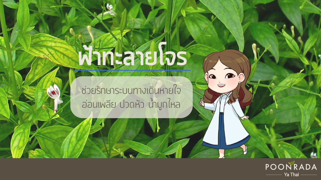 ไซนัสอักเสบกับการรักษาแผนไทย-3