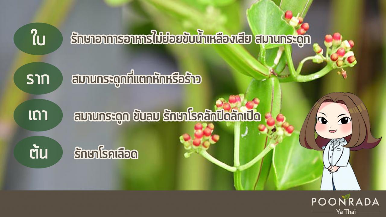 จัดการริดสีดวงให้อยู่หมัด_เพชรสัง-2