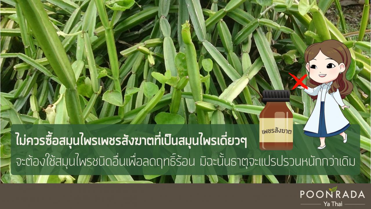 จัดการริดสีดวงให้อยู่หมัด_เพชรสัง-3