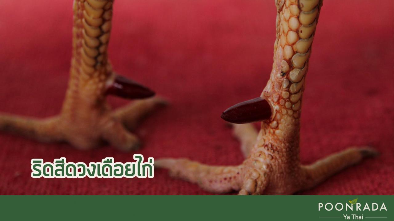 ริดสีดวง_5_ประเภท_ตำราแพทย์แผนไทย-3