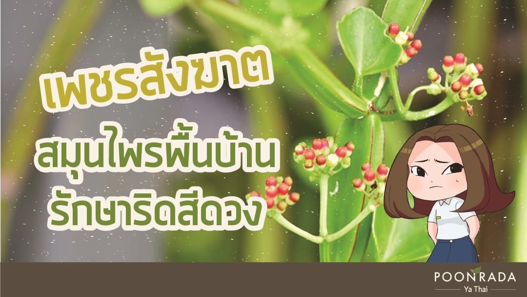 เพชรสังฆาต สมุนไพรพื้นบ้านรักษาริดสีดวง