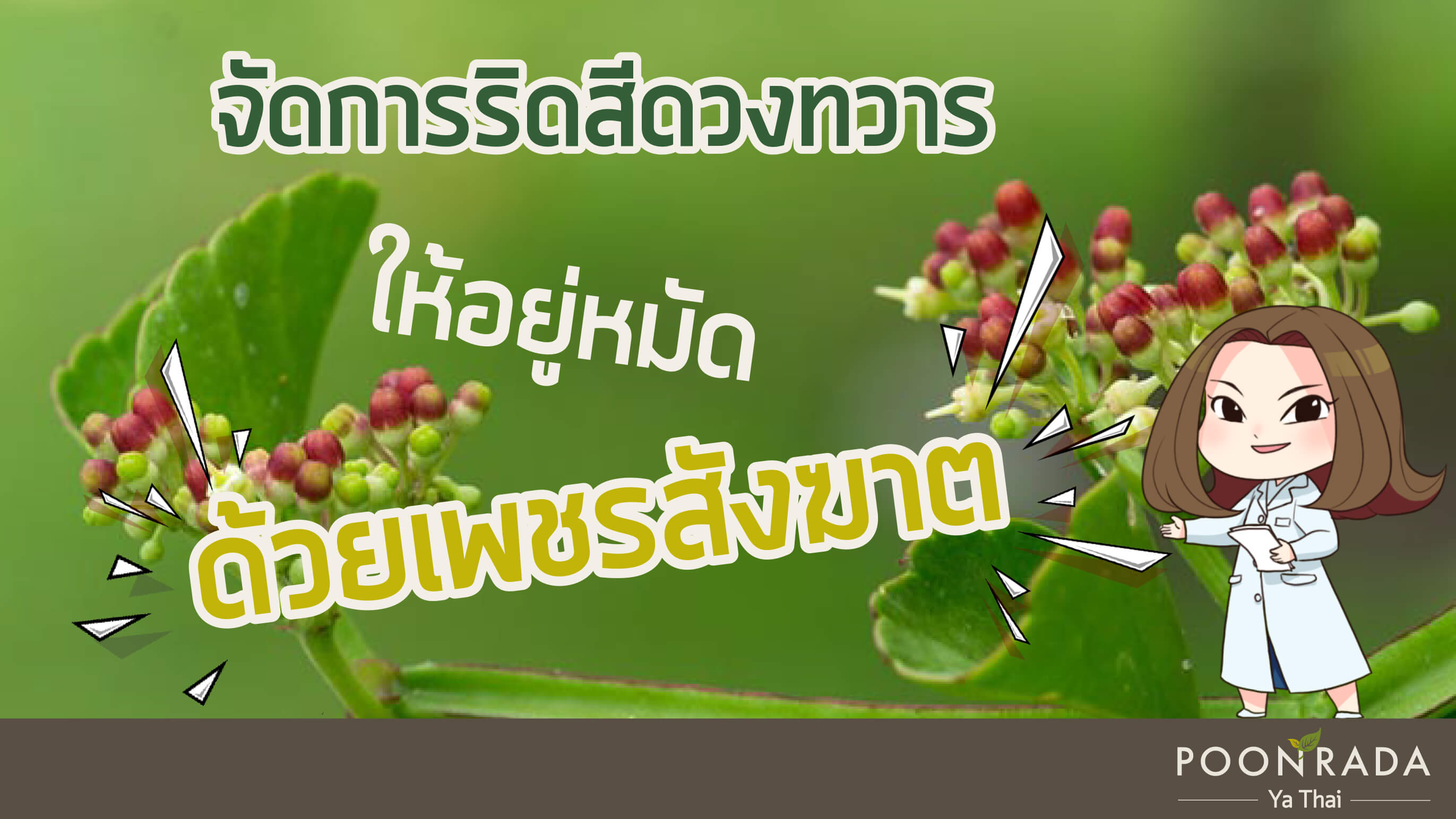 จัดการริดสีดวงทวารให้อยู่หมัด ด้วยเพชรสังฆาต