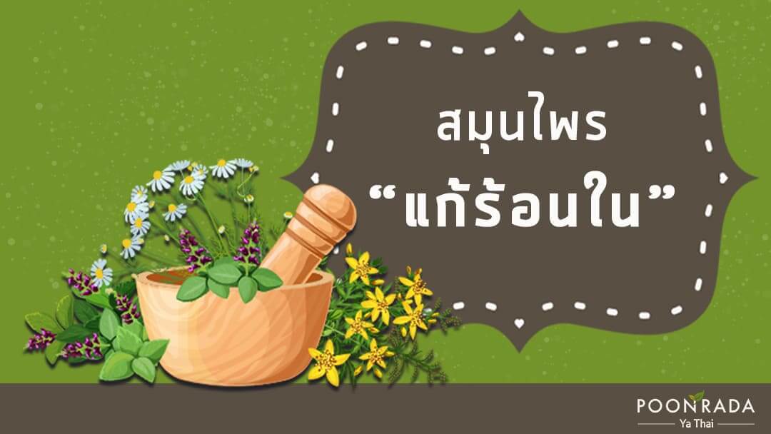 10 สมุนไพรแก้ไข้ ร้อนใน