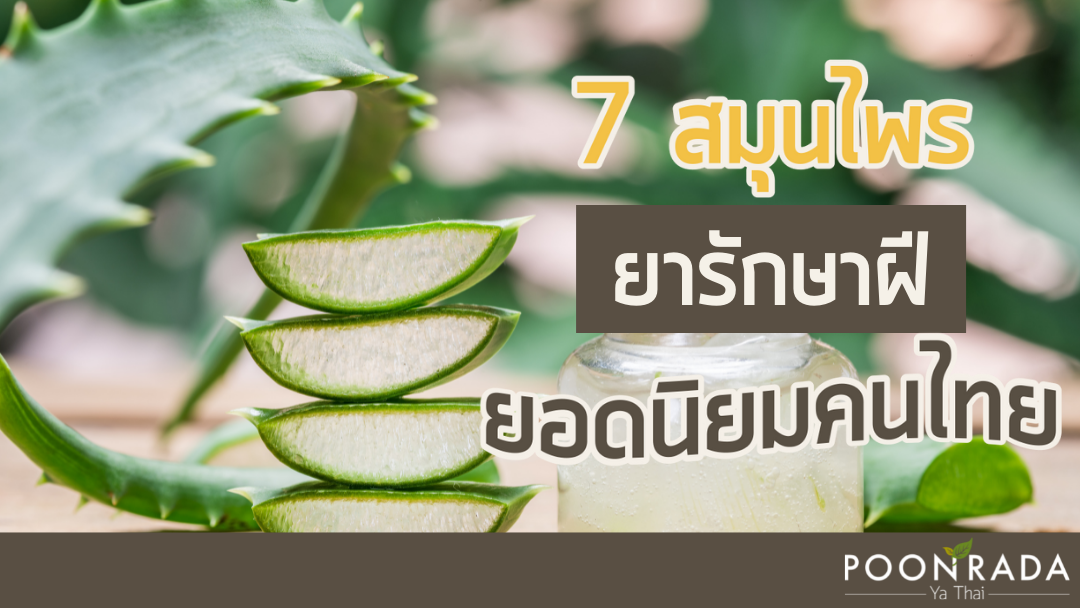 7สมุนไพร ยารักษาฝี ยอดนิยมคนไทย